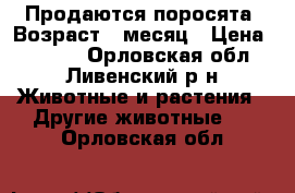 Продаются поросята. Возраст 1 месяц › Цена ­ 2 300 - Орловская обл., Ливенский р-н Животные и растения » Другие животные   . Орловская обл.